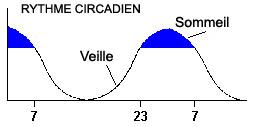 Cycle circadien 3